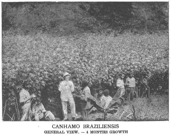 DA ROSA, Lilian. Cultivo Do Cânha-
mo No Brasil. 7ª Conferência Internacional de
História Econômica e IX Encontro de Pós-gradua-
ção em História Econômica. 2018, p. 19